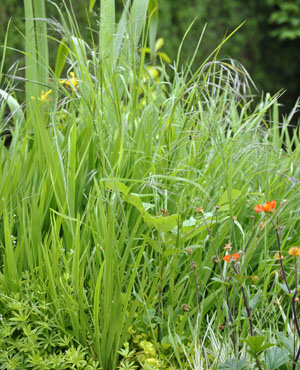 Plants: image 1 0f 4 thumb